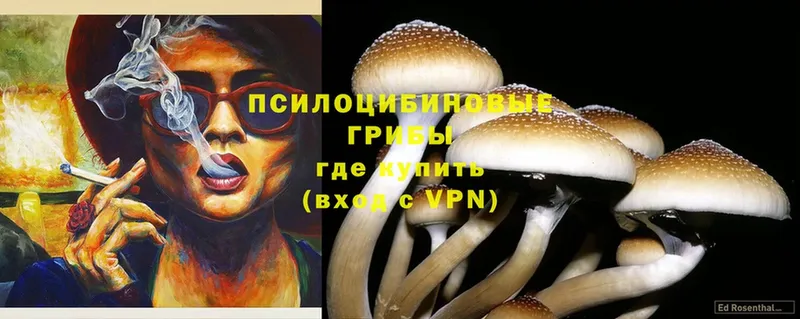 Псилоцибиновые грибы Magic Shrooms  MEGA онион  Вязники  купить  